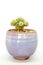 Succulent cactus plant in ceramic, fresh cactus mammillaria gracilis