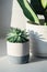 Succulent in ceramic pots. Potted cactus house plants on on the windowsill. Hard morning sunlight