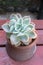 Succulent in clay pot - Cute succulent aloe type pot plant on outdoor table