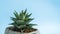 Succulent closeup on blue background. Sharp solid green leaves. Flower in a concrete planter. Flowers in the interior.