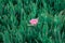 Succulent coastal plant Carpobrotus rossii or carcalla, growing on coastal dunes. Green background with a small pink