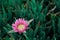 Succulent coastal plant Carpobrotus rossii or carcalla, growing on coastal dunes. Pink blooming flower on a green