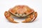 Succulent Crab Dish Isolated