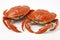 Succulent Crab Dish Isolated