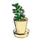 Succulent Crassula in a flower pot. Vector hand-drawn cartoon of money tree, happiness or monkey tree, symbol of wealth in feng
