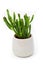 Succulent Crassula ovata Gollum. Potted houseplant