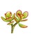 The Succulent Crassula ovata Hummel`s Sunset watercolor