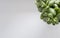 Succulent - crassula ovata - lat., jade plant, money plant background - image