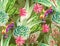 Succulent design, seamless pattern.