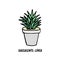 Succulent doodle print. Home plants in modern flowerpot