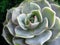 Succulent echeveria cactus flower stone rose moss plant macro photo