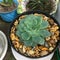 Succulent Echeveria grows in a greenhouse. Care for indoor plants.