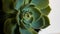 Succulent: Echeveria Imbricata
