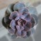 Succulent Echeveria Perle background