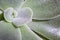 Succulent Echeveria Pilosa. Macro pattern of green succulent.