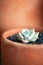 Succulent echeveria single in terracota pot rosette shaped pastel color