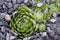 Succulent eheveria on a natural background outdoors. Succulent Plant Blooming. echeveria succulent living stones. Gardening plant