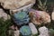 Succulent eheveria on a natural background outdoors. Succulent Plant Blooming. Flowering echeveria succulent living stones.