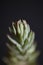 Succulent flower leaves close up Sedum ochroleucum Chaix family crassulaceae botanical modern high quality big size prints