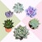 Succulent flower plant Vector clip art Lovely echeveria cactus