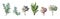 Succulent flower plant watercolor hand drawn beautiful collection, set. Vector cute nature botanical art elegant greenery