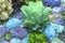 Succulent flowerbeds plant in the garden.