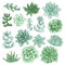 Succulent flowers set of drawings. Ideal for using in wedding invitation designs.