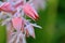 Succulent flowers spiral in a garden