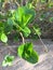 Succulent fresh spring green plant macro