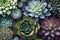 Succulent Garden, Lush Garden Multicolored Plants - Background