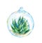 Succulent in glass ball. Watercolor