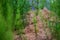 Succulent green horsetail on the sand