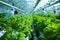 Succulent Green Lettuce Growing in a Greenhouse.