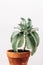 Succulent green plant, minimal lifestyle concept,