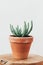 Succulent green plant, minimal lifestyle concept