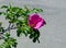 Succulent growing branch of rose hip with single pink flower