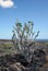 Succulent grows in the lava overlooking the Atlantic