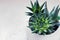 Succulent haworthia fasciata and aloe vera in a pot on white marble background. Stylish and simple plants for modern