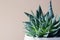 Succulent haworthia fasciata and aloe vera in a pot on white marble background. Stylish and simple plants for modern desk