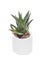 Succulent Haworthia plant in pot on white background