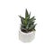 Succulent Haworthia plant in pot on white background