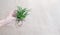 Succulent, Haworthia striped Haworthia fasciata in female hand, haworthia root on paper background.