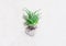 Succulent, Haworthia striped Haworthia fasciata, haworthia root on paper background.