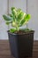 Succulent home plant - crassula blue bird.