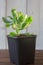 Succulent home plant - crassula blue bird.