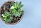 Succulent home plant gray background