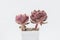 Succulent houseplant background. Pink flower bouquet arrangement, blossom home decor design close up