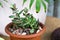 Succulent houseplant Crassula ovata in a pot on rustic background