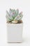 Succulent houseplant echeveria Ghost in white plastic pot, small flower rosette bouquet arrangement, blossom home decor design