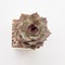 Succulent houseplant Echeveria Mirine in pot, beautiful flower rosette